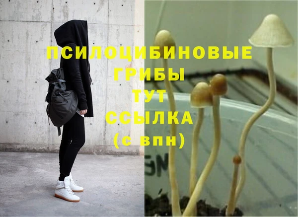 гашик Алексин